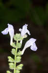 Heartleaf skullcap